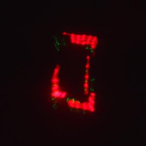 Лазерное шоу программа, цвет зеленый, красный, желтый, фиолетовый, мультимедия