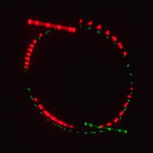 Лазерное шоу программа, цвет зеленый, красный, желтый, фиолетовый, мультимедия