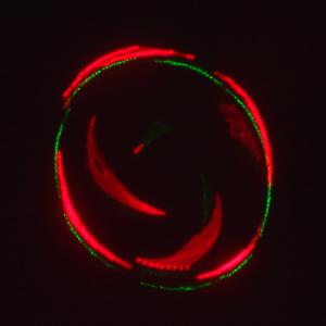 Лазерное шоу программа, цвет зеленый, красный, желтый, фиолетовый, мультимедия