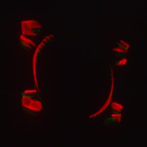 Лазерное шоу программа, цвет зеленый, красный, желтый, фиолетовый, мультимедия