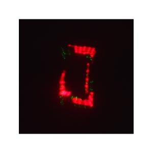 Лазерное шоу программа, цвет зеленый, красный, желтый, фиолетовый, мультимедия