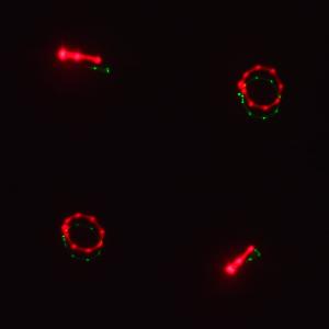 Лазерное шоу программа, цвет зеленый, красный, желтый, фиолетовый, мультимедия