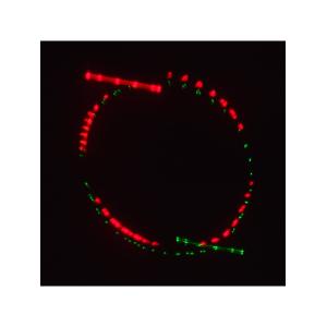Лазерное шоу программа, цвет зеленый, красный, желтый, фиолетовый, мультимедия