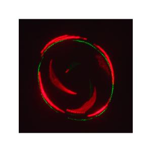 Лазерное шоу программа, цвет зеленый, красный, желтый, фиолетовый, мультимедия