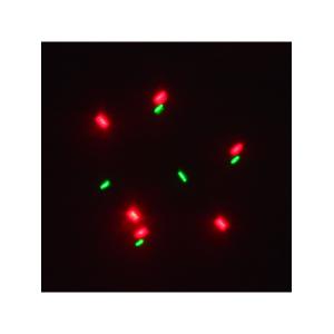 Лазерное шоу программа, цвет зеленый, красный, желтый, фиолетовый, мультимедия