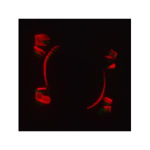 Лазерное шоу программа, цвет зеленый, красный, желтый, фиолетовый, мультимедия