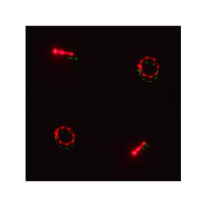 Лазерное шоу программа, цвет зеленый, красный, желтый, фиолетовый, мультимедия