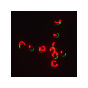 Лазерное шоу программа, цвет зеленый, красный, желтый, фиолетовый, мультимедия