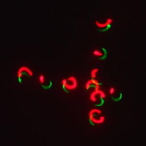 Лазерное шоу программа, цвет зеленый, красный, желтый, фиолетовый, мультимедия