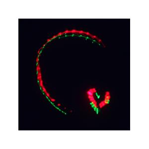 Лазерное шоу программа, цвет зеленый, красный, желтый, фиолетовый, мультимедия