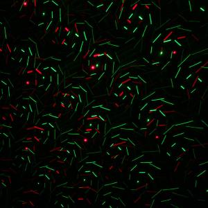 Лазерное шоу уличное, разводы, звездный дождь, 02